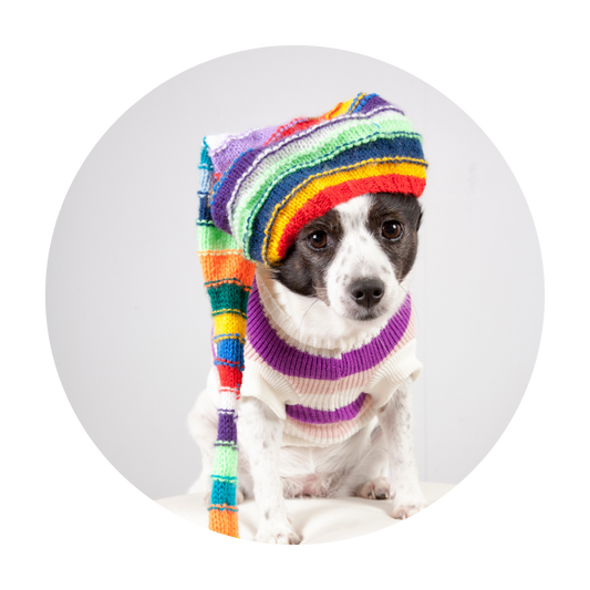 Top 10 Must-Have Dog Accessories for Every Season