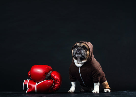 How to Choose the Right Size Clothing for Your Dog